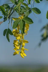 Бобовник (золотой дождь)