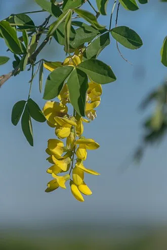 Бобовник (золотой дождь)
