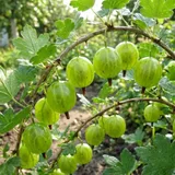 Крыжовник