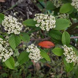 Кизильник блестящий