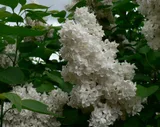 Сирень Белая махровая